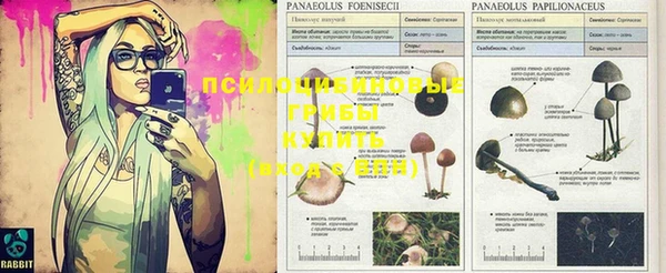 крисы Наволоки